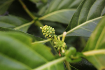 Closeup Noni (Great morinda, Beach mulberry, Morinda citrifolia L.) on tree. Noni fruit medicinal plant.