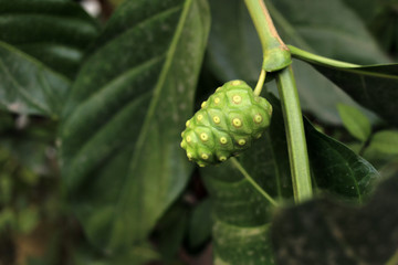 Closeup Noni (Great morinda, Beach mulberry, Morinda citrifolia L.) on tree. Noni fruit medicinal plant.