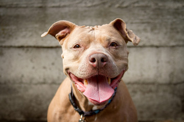 Light brown pit bull terrier smiles against a concrete background.