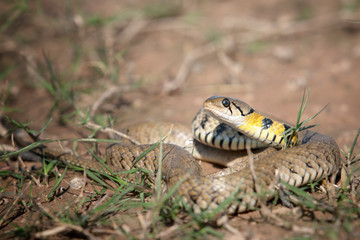 Close up head of snake