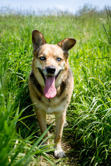 Naklejka na ściany i meble Blue eyed dog stands in tall green grass.