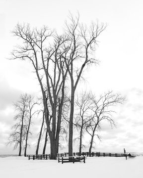 Black and White image of Isolated trees during winter 