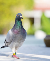 homing pigeon bird walking on home loft roof