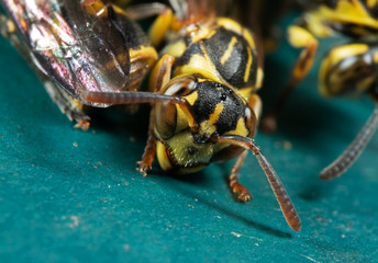 Macro Photo of Wasp on Turquoise Floor