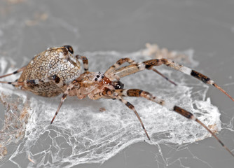 Macro Photo of Spider are on the Web Isolated on Grey Background