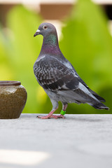 speed racing pigeon standing on home loft
