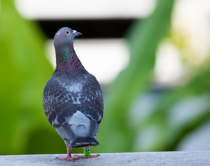 speed racing pigeon on home loft