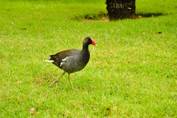 Polla de Agua en el jardin