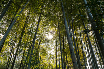 (自然風景)竹林風景９