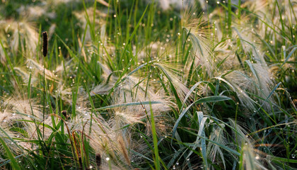 Feather grass