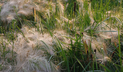 Feather grass