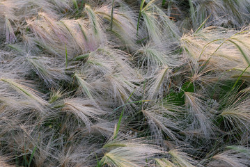 Feather grass