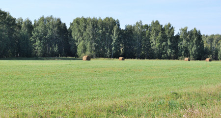 Siberian hay field © alekskai