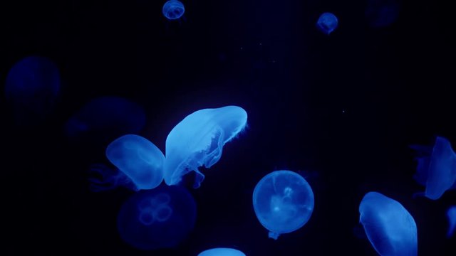 Blue Crystal Jellyfish