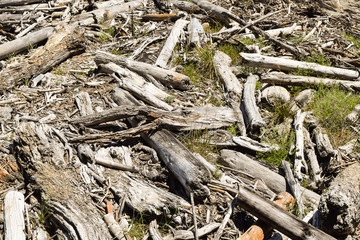 Odd driftwood pieces on the beach in Tolaga Bay, New Zealand.