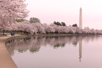 Late stage of cherry trees bloom with hues of pink around Tidal Basin in Washington DC, USA. Washington Monument surrounded by cherry trees with reflections in waters of the Tidal Basin reservoir.
