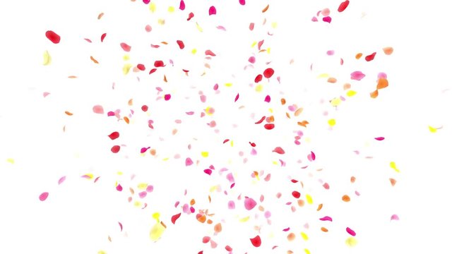 Colorful Flower Petals fluttering background
