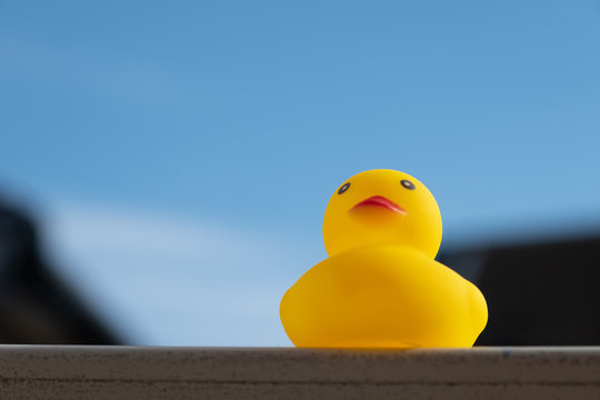 yellow rubber duck on a blue background