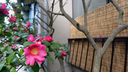 Tsubaki flower blooming in winter, next to a Japanese home with window balcony covered with wooden stick mat.