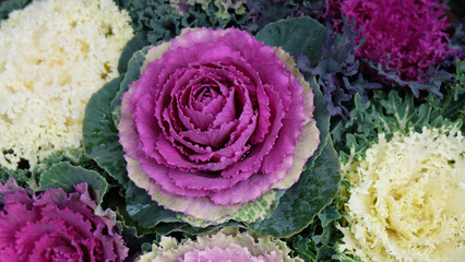 Closeup of purple and white ornamental cabbage flowers.