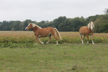 Fototapeta na wymiar mare and foal in a green field