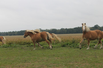 horse and foal