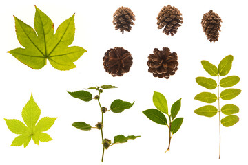 Set of grass, leaves, flowers, plants, and stems. Collection of green leaves isolated on white. High definition close up shooting.