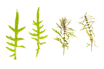 Fototapeta premium Set of grass, leaves, flowers, plants, and stems. Collection of green leaves isolated on white. High definition close up shooting.