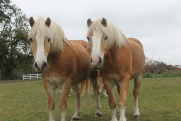Obraz na płótnie Canvas two horses in the field