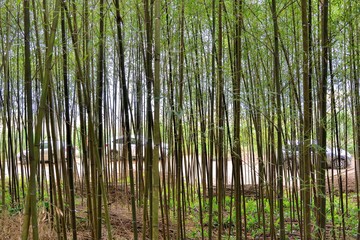 Bamboo Forest in Miaoli Tai'an Township, Taiwan