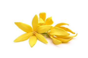 Obraz na płótnie Canvas Ylang ylang flowers : Ylang Ylang or Ilang ilang (Cananga odorata) valued for perfume extracted from its flowers, which is an essential oil used in aromatherapy. Ylang-Ylang flower isolated on white