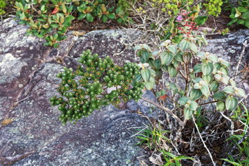 Pai Inácio - Chapada Diamantina