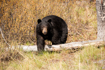 Fototapeta premium Schwarzbär black bear wildlife Kanada
