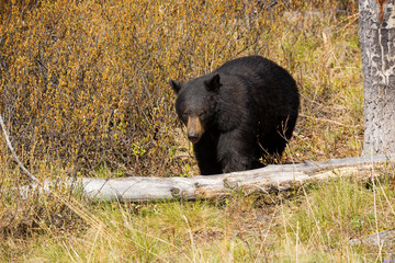 Schwarzbär black bear wildlife Kanada