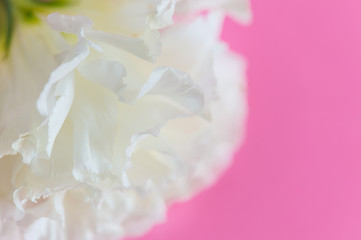 carnation