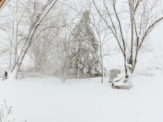 Fototapeta premium winter in the park