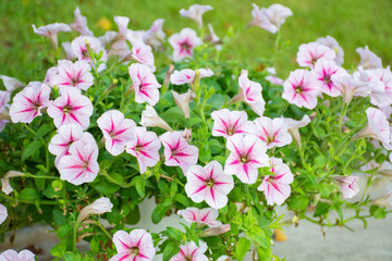 White and pink petunia flowers in the garden