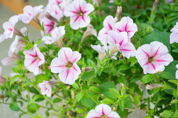 White and pink petunia flowers in the garden