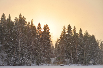 Spruce winter forest at sunset.