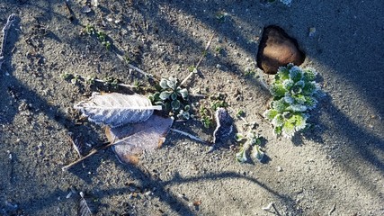 Mt Baker Washington - Pacific Northwest