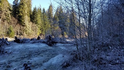 Mt Baker Nature Hike In the Winter
