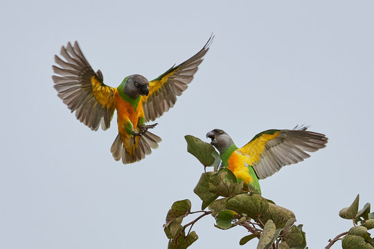 Senegal parrot (Poicephalus senegalus)