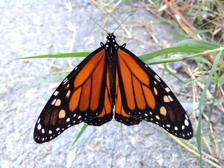 Mariposa monarca sobre la hierba.