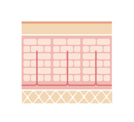 Normal skin illustration (No text)