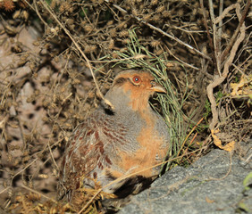 stuffed partridge in the Museum of the reserve