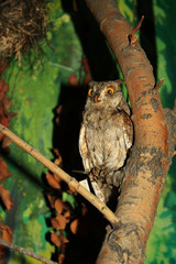 scarecrow owls in the museum of the reserve