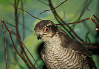 stuffed hawk in the museum of the reserve