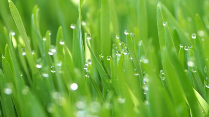 Fototapeta premium Zamknąć kroplę świeżej wody na zielonej trawie pszenicznej