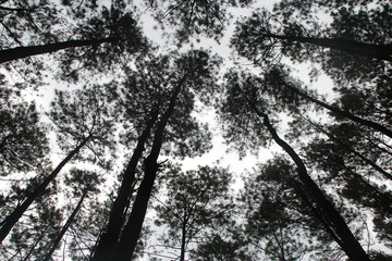 Artistic pine trees at Hutan Pinus Pengger, Yogyakarta, Indonesia