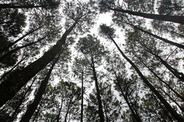 Artistic pine trees at Hutan Pinus Pengger, Yogyakarta, Indonesia